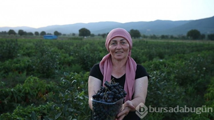 Kadın muhtar 'süper meyve'yi köyüne kazandırdı!