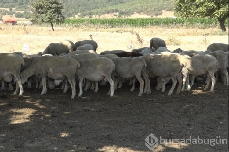 Bursa'da meralar koruma altında