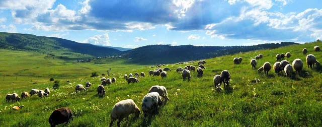 Bursa'da meralar koruma altında