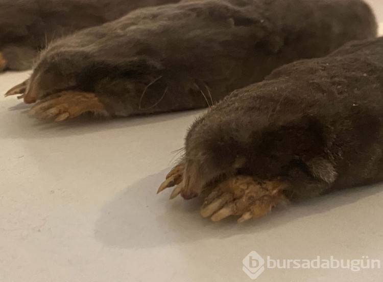 Türkiye'de tespit edildi ve Batı Karadeniz'de yayılıyor