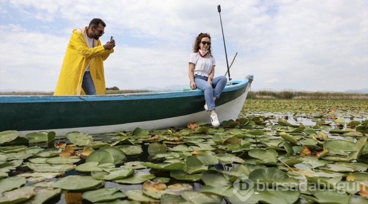 Beyşehir Gölü'ndeki nilüferler, ziyaretçilerin ilgisini çekiyor
