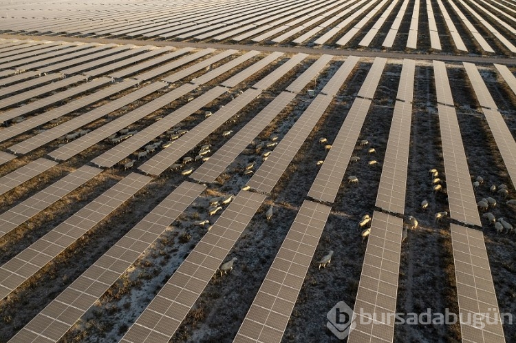 Karapınar Güneş Enerjisi Santrali'nin sahası koyunların otlaması için açıldı
