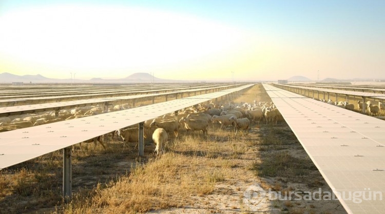 Karapınar Güneş Enerjisi Santrali'nin sahası koyunların otlaması için açıldı
