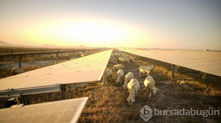 Karapınar Güneş Enerjisi Santrali'nin sahası koyunların otlaması için açıldı
