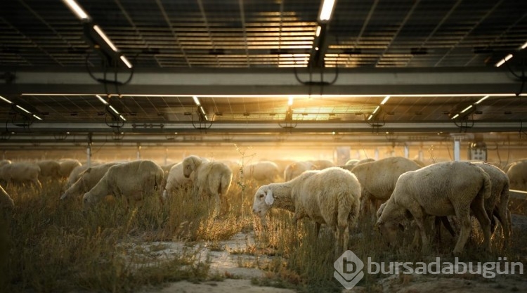 Karapınar Güneş Enerjisi Santrali'nin sahası koyunların otlaması için açıldı
