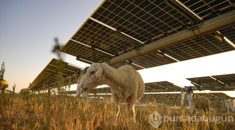 Karapınar Güneş Enerjisi Santrali'nin sahası koyunların otlaması için açıldı
