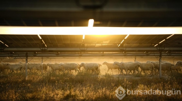 Karapınar Güneş Enerjisi Santrali'nin sahası koyunların otlaması için açıldı
