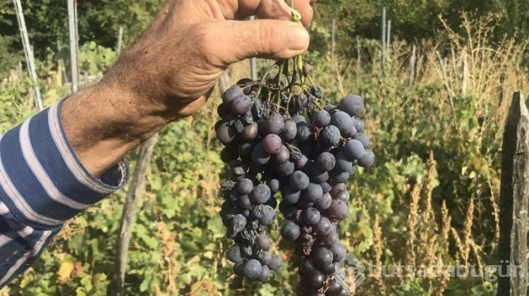 Kahvaltıların vazgeçilmezi bu yıl sofralarda olmayacak!