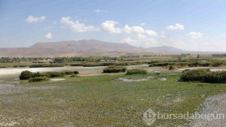Birçok kuş türü tehlike altında: 'Kuş cenneti' cehenneme döndü
