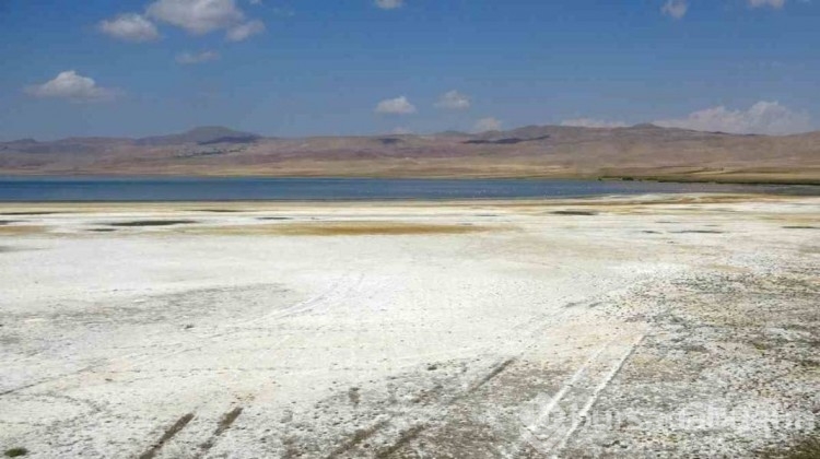 Birçok kuş türü tehlike altında: 'Kuş cenneti' cehenneme döndü
