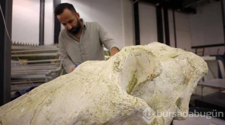 7,5 milyon yıllık zürafa, at ve fil fosilleri sergilenecek
