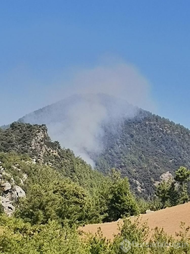 Adana ve Muğla'da orman yangını