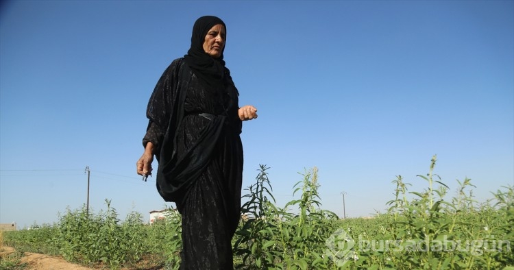 Suriyeli anne, ABD destekli PKK/YPG'nin kaçırdığı çocuğunu geri istiyor