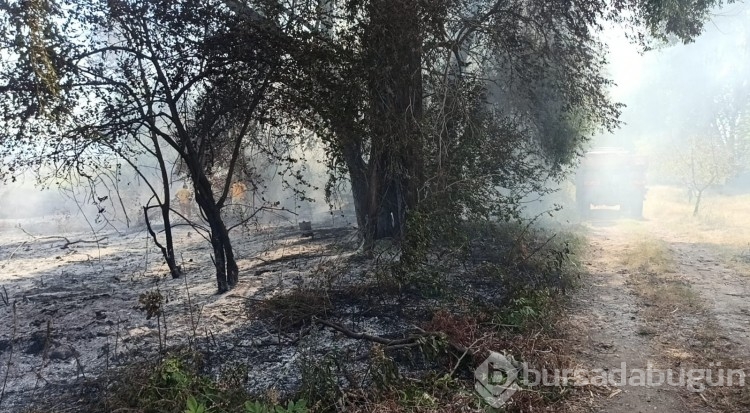 Bursa'da İznik Gölü kenarında çıkan yangında 15 dönüm arazi küle döndü!