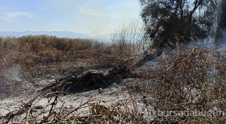 Bursa'da İznik Gölü kenarında çıkan yangında 15 dönüm arazi küle döndü!