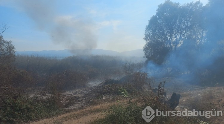 Bursa'da İznik Gölü kenarında çıkan yangında 15 dönüm arazi küle döndü!