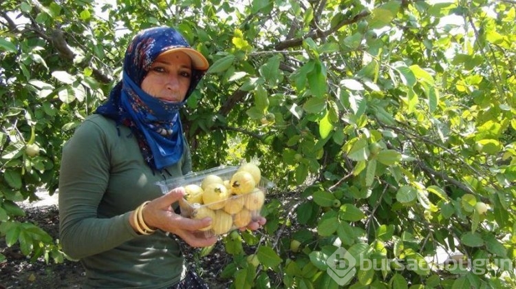 Meyvelerin kralı ve kraliçesi olarak anılıyor!