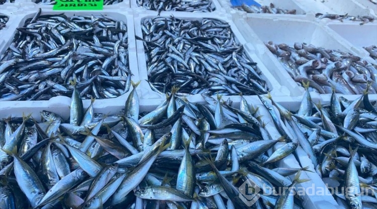Deniz suyunun sıcaklığı balık miktar ve fiyatını olumsuz etkiliyor