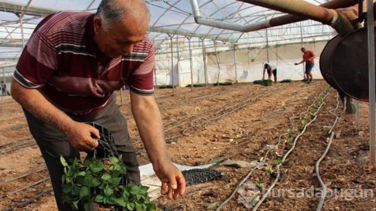 Yeni sezon açıldı, üretici kolları sıvadı!