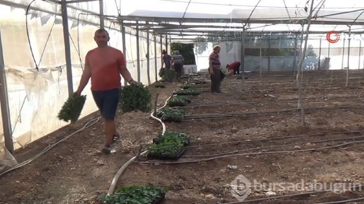 'Küçük Antalya' adeta üretim merkezi haline geldi!