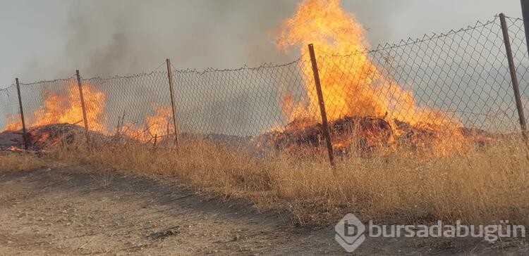 Siirt'te çıkan yangında 20 dönüm fıstık ve üzüm bağı zarar gördü