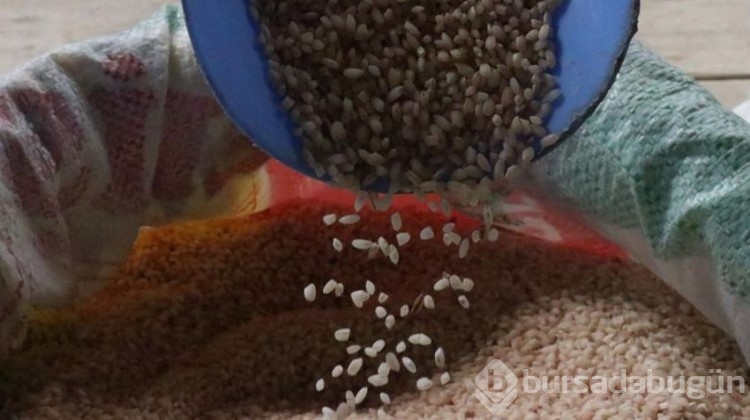 Çeltik tarlalarında hasat başladı