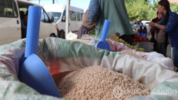 Çeltik tarlalarında hasat başladı