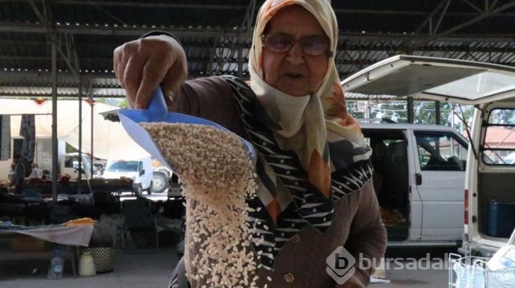 Çeltik tarlalarında hasat başladı