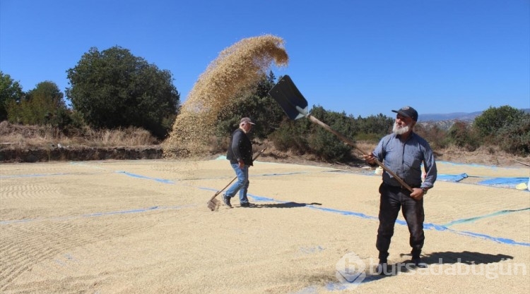 Türkiye'nin ilk çeltik fabrikasının kurulduğu Tosya'da hasat başladı