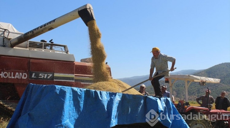 Türkiye'nin ilk çeltik fabrikasının kurulduğu Tosya'da hasat başladı