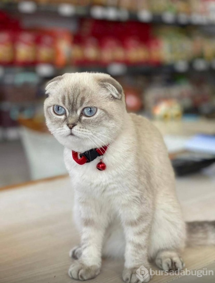 Esenyurt'ta kedi için silahlı çatışma