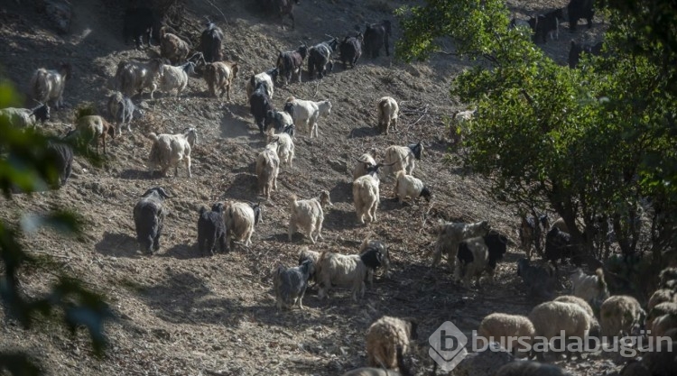 İran saldırısından korkan Erbil'deki göçerler yaylalarını terk etti