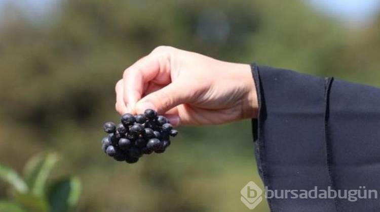 Belediye hibe desteği olarak verdi, hasat şenliği yapıldı!