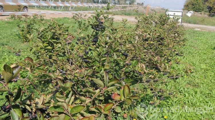 Belediye hibe desteği olarak verdi, hasat şenliği yapıldı!