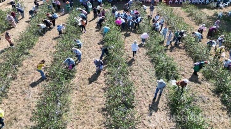 Belediye hibe desteği olarak verdi, hasat şenliği yapıldı!