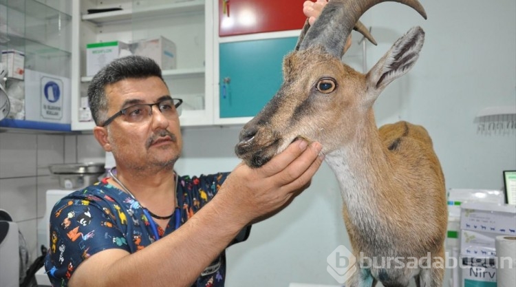 Yaralı bulunan dağ keçisi tedaviye alındı