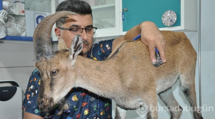 Yaralı bulunan dağ keçisi tedaviye alındı