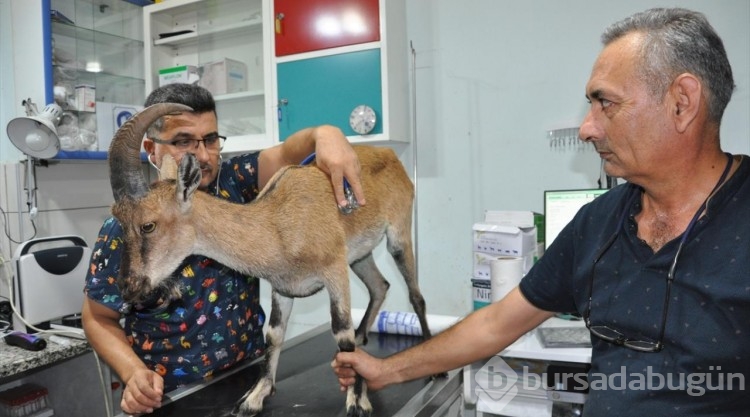 Yaralı bulunan dağ keçisi tedaviye alındı