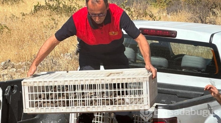 Gercüş'te 200 kınalı keklik doğaya bırakıldı
