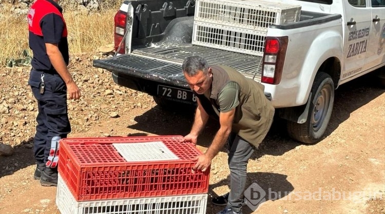 Gercüş'te 200 kınalı keklik doğaya bırakıldı
