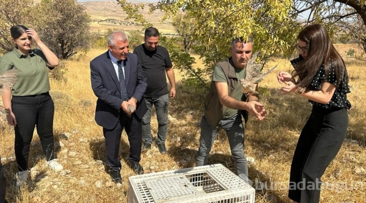 Gercüş'te 200 kınalı keklik doğaya bırakıldı

