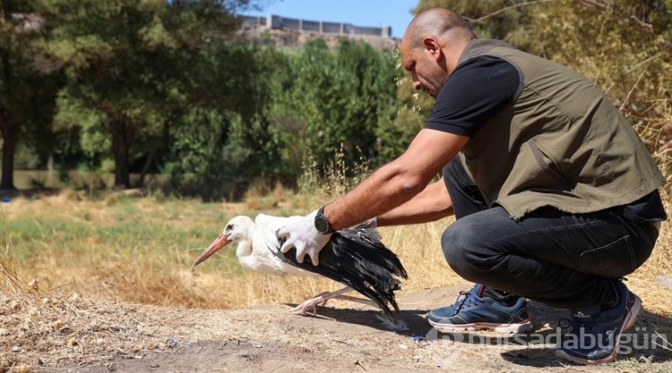 "Eyyam-ı bahur" sıcaklarından etkilenen leylekler tedavisinin ardından doğaya bırakıldı