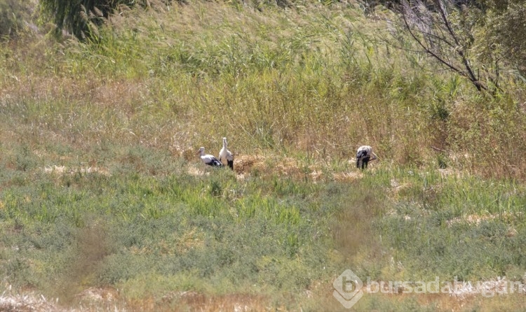 "Eyyam-ı bahur" sıcaklarından etkilenen leylekler tedavisinin ardından doğaya bırakıldı
