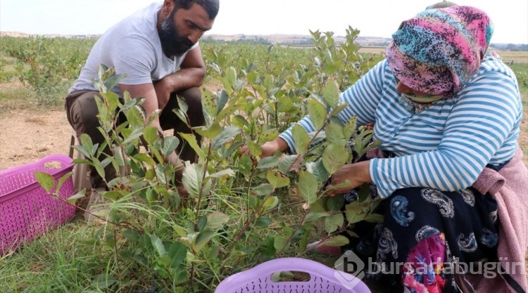 Edirne'de "süper meyve" aronyanın hasadına başlandı