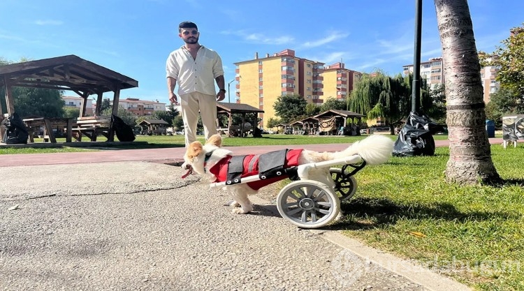 Eskişehir'de köpeği felç kalan genç Müslüman oldu