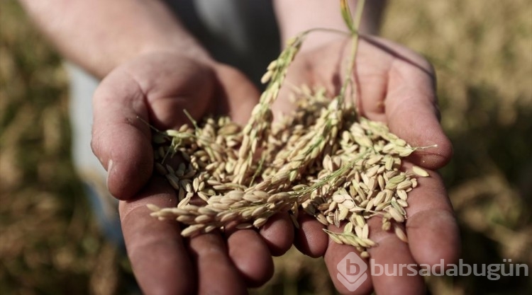 Konuralp pirincinde hasat başladı