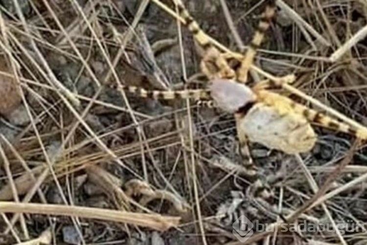 Elazığ'da görüldü! Bir kez ısırması bile öldürebiliyor