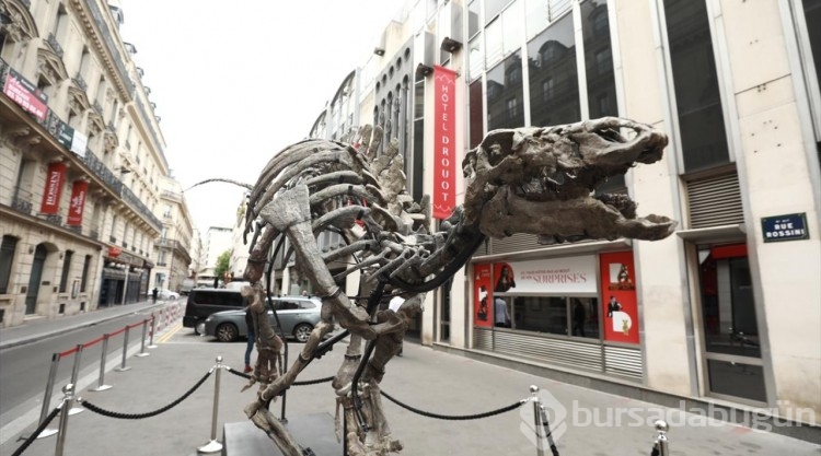 150 milyon yıllık dinozor iskeleti