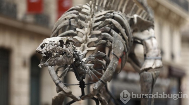 150 milyon yıllık dinozor iskeleti