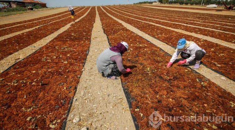 Manisa'da üzümde hasat ve kurutma mesaisi sürüyor